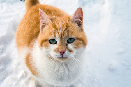 雪中美丽的白猫和红猫。