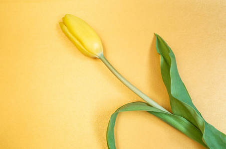 黄色郁金香在黄色背景上明亮的极简主义图片