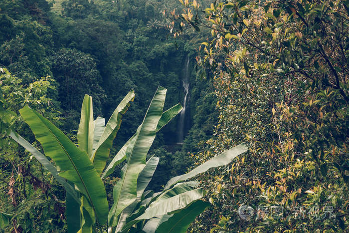 热带雨林气候景观图片图片