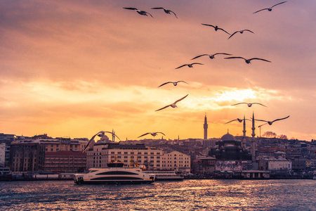 海鸥在土耳其伊斯坦布尔天空飞翔