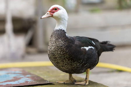 大,漂亮,肥肥的黑白麝香鸭在户外院子里,阳光明媚的夏日,模糊的浅灰色