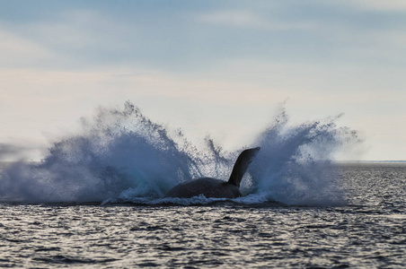 阿根廷巴塔哥尼亚半岛的鲸鱼跳跃