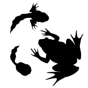 青蛙和蝌蚪剪影收藏. 黑白布景.照片