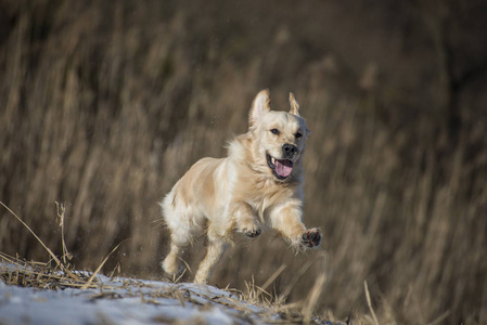 一只在户外奔跑的金色猎犬