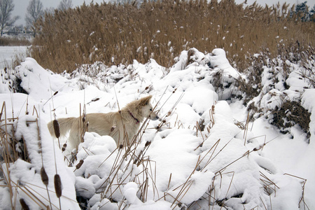 在冬天冰冻的湖里的芦苇中猎捕红狐狸狗