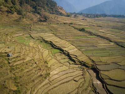 尼泊尔农村景观鸟图图片