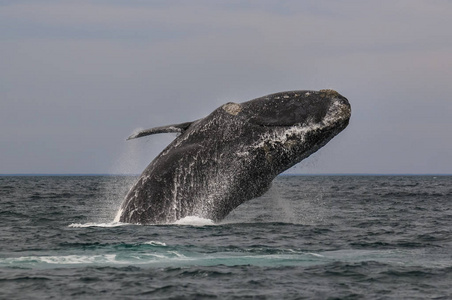 阿根廷巴塔哥尼亚半岛的鲸鱼跳跃