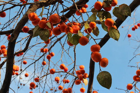 成熟的橙色朝鲜柿子在树上再次出现在秋天的蓝天上韩国照片