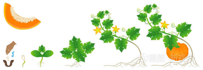 白色背景下南瓜植物生长的周期