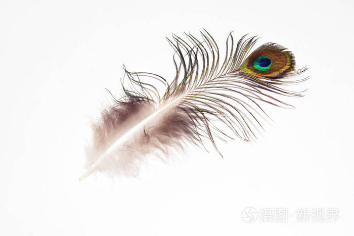 孔雀羽毛眼睛在白色背景上的细节鸟的美丽羽毛孤立的