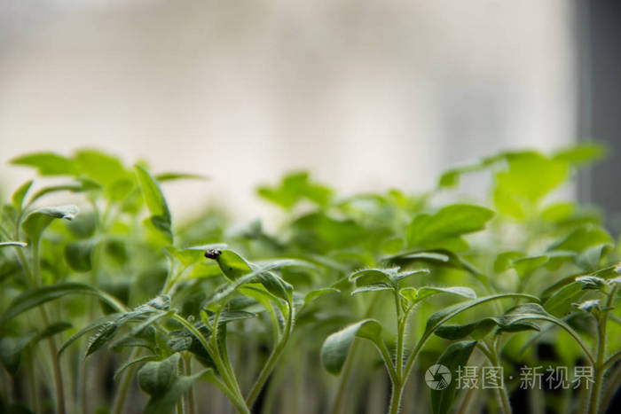 照片-正版商用图片178t0h-摄图新视界