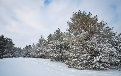 雄伟的白色南瓜，覆盖着海霜和雪，阳光照耀着。 风景如画，华丽的冬天。 蓝色色调。 新年快乐 美丽的世界。