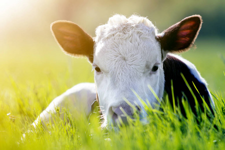 相机,躺在绿色的田野上,阳光照耀着绿色的田野,绿色模糊的背景上有