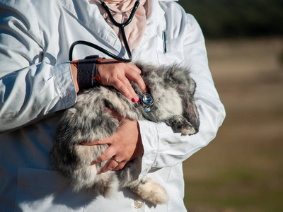 一名农村兽医妇女在农村对一只兔子进行医疗检查