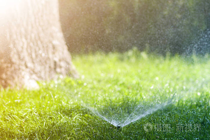 在炎热的夏日,草坪洒水喷头在花园或后院的草坪上喷洒水.