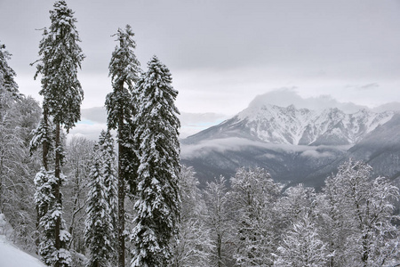 雪山背景上覆盖着杉树。 风景如画的雪冬景观的全景。 俄罗斯