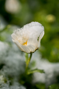 春天的早花在白雪皑皑的花园里