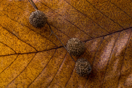 棕色豆荚，干叶上的胶囊作为秋天的背景