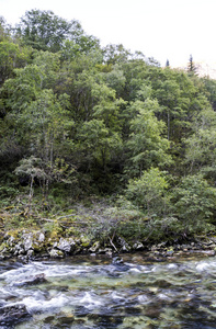 森林中被树木包围的河流
