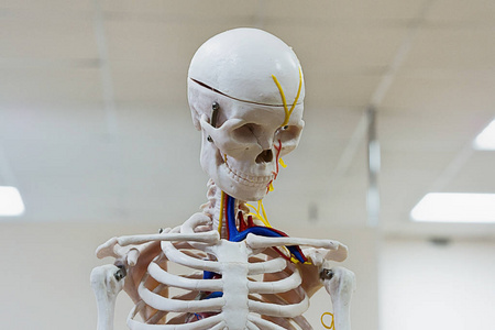 体检室中的骨架模型图片