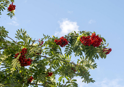 树枝上的红蔓越莓照片