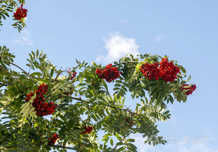 树枝上的红蔓越莓照片 正版商用图片1792d6 摄图新视界