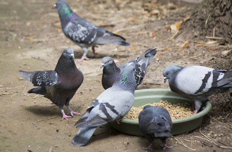 一群鸽子从宠物碗里偷食物