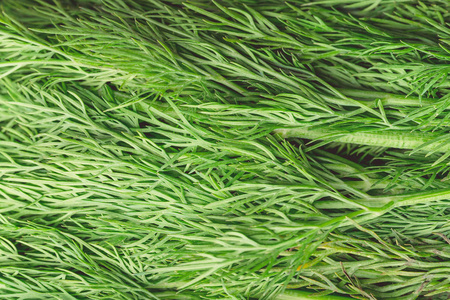 纹理宏绿鳃是一种有用的植物