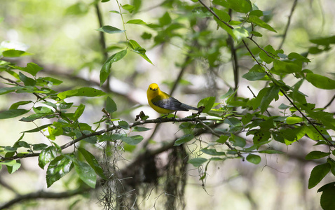 栖息在一棵树上的原生黄莺