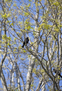 红翅背鸟栖息在树肢上