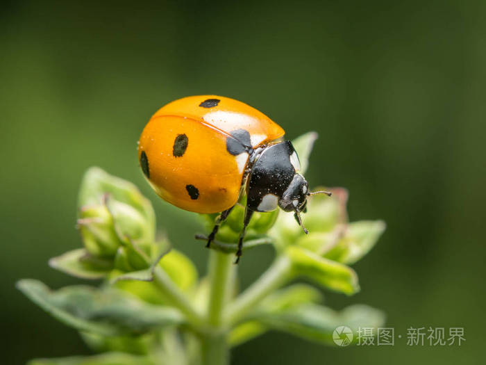 一只瓢虫coccinellaseptempunctata坐在花园里的绿色植物上