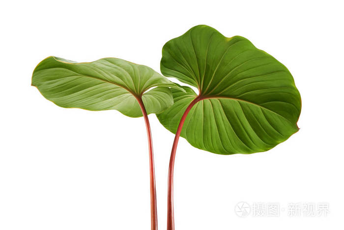 叶绿叶叶红叶柄白色背景夹枝