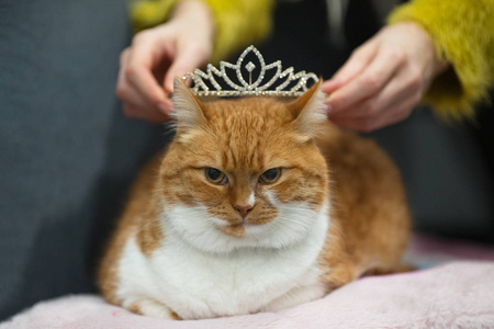 家猫的性质图片