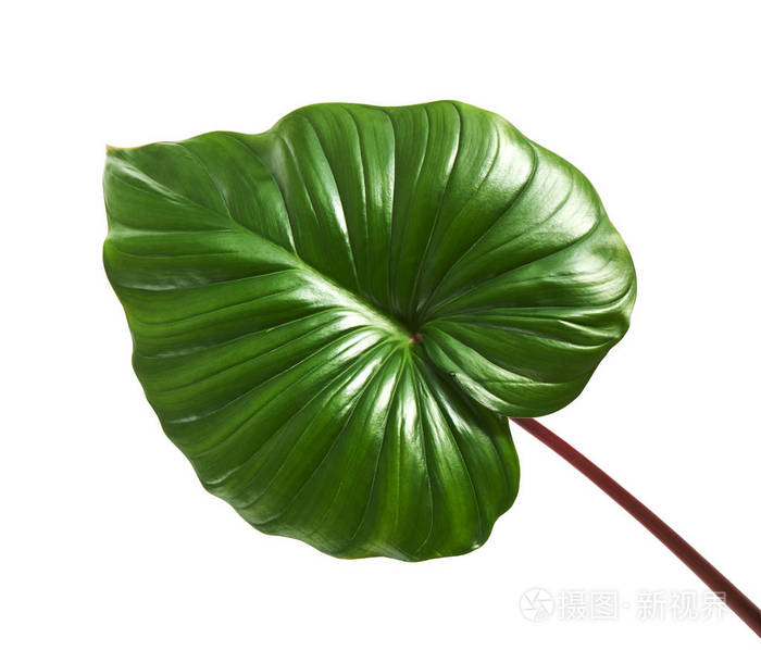 叶绿叶叶红叶柄白色背景夹枝