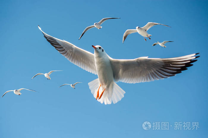 刺客信条3单人模式_使命召唤6单人挑战模式攻略_鸟背单人模式怎么进入