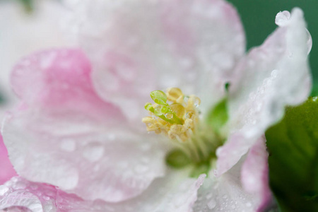 苹果树的开花。 盛开的花朵的春天背景。 白色和粉红色的花。 美丽的自然景象，有一棵开花的树。 春天的花。 美丽的花园。