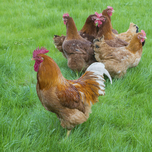 新罕布什尔州母鸡在绿色草地上放牧照片