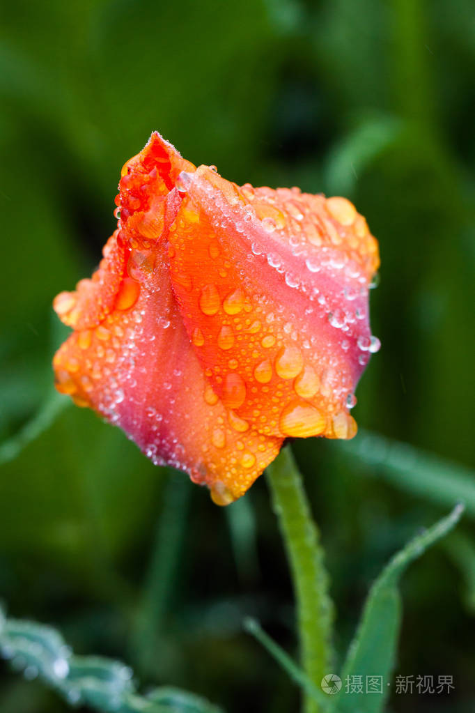红色的山郁金香映衬着明亮的绿草. 在清晨的露珠中. 春天的背景.