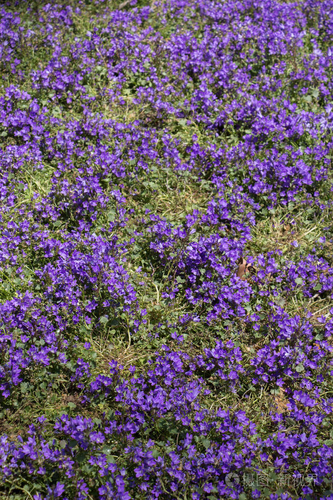 盛开的花朵使花的背景纹理