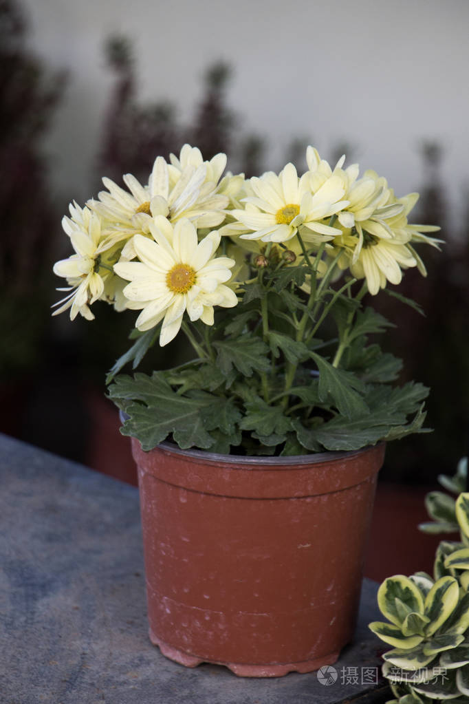 花盆里放着漂亮的花