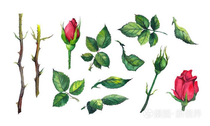 一套叶子, 花蕾, 红玫瑰花茎.水彩植物学插图