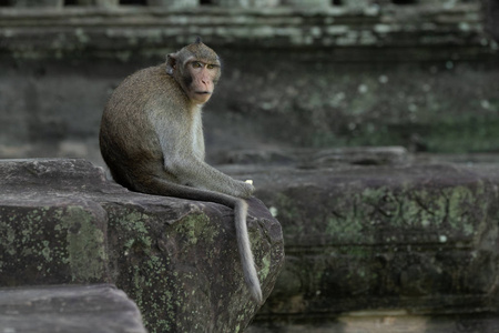 在吴哥窟的长尾猕猴面对镜头