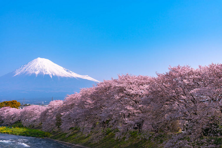 富士山山。 富士与樱花樱花在河中的日本静冈上午。
