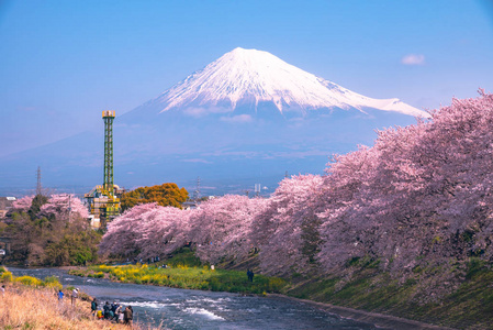 富士山山。 富士与樱花樱花在河中的日本静冈上午。