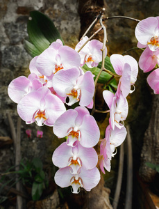 美丽的粉红色兰花枝品种蝴蝶兰在花园室外的深色背景上