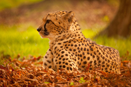 一张在金色灯光下躺在阳光下的一只令人叹为观止的雄性豹豹的横向彩色照片