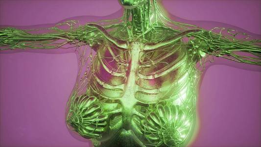 乳腺磁共振图片