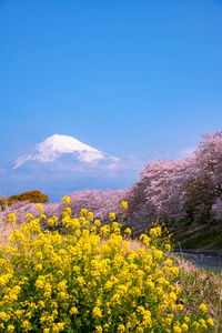 富士山山。 富士与樱花樱花在河中的日本静冈上午。