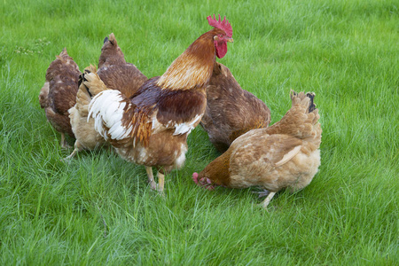 母鸡在草地上图片