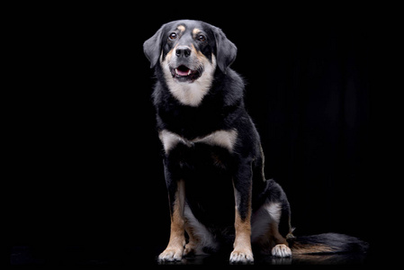 工作室拍摄的一只可爱的混合犬坐在黑色背景上。